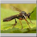 Dioctria rufipes - Raubfliege 06.jpg